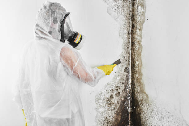 Best White Mold Remediation in Deerfield, WI