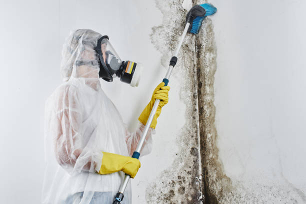Best Mold Testing and Inspection Services in Deerfield, WI