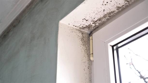 Professional Mold Remediation in Deerfield, WI