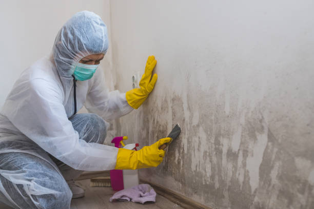 Best Health and Safety Mold Remediation in Deerfield, WI