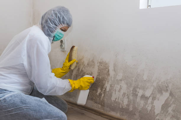 Best DIY Mold Remediation Support Services in Deerfield, WI
