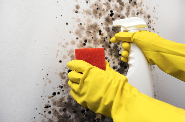 Best Insurance-Related Mold Remediation in Deerfield, WI