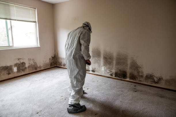 Best Black Mold Remediation in Deerfield, WI