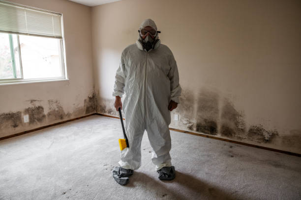 Best Post-Flood Mold Remediation in Deerfield, WI