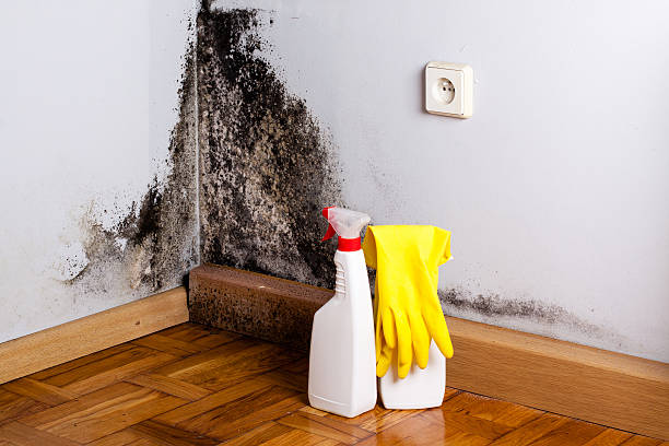 Best Residential Mold Remediation in Deerfield, WI
